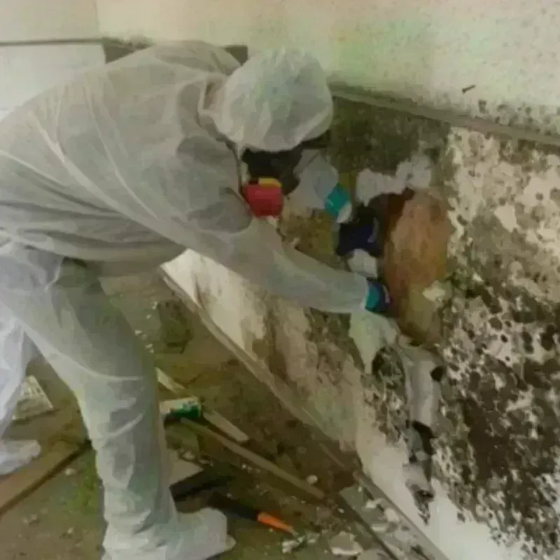 Mold Remediation and Removal in Malden, MA